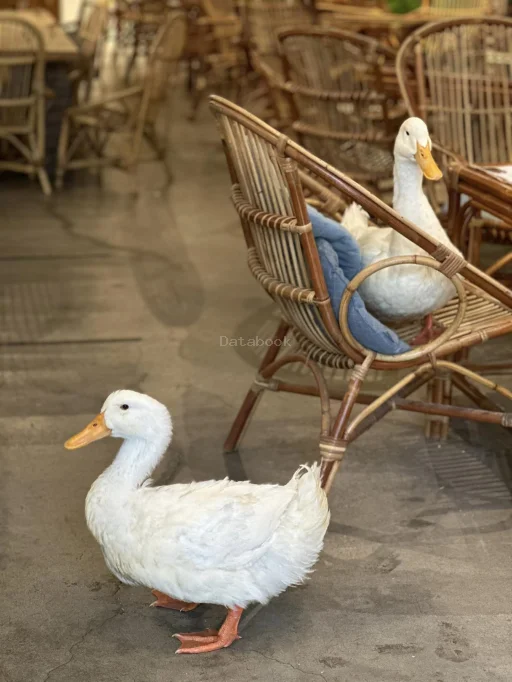 SOLO CAFE | Databook Malaysia