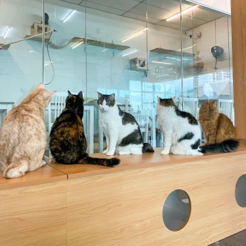 到！猫殿 Cat at palace house | Databook Malaysia