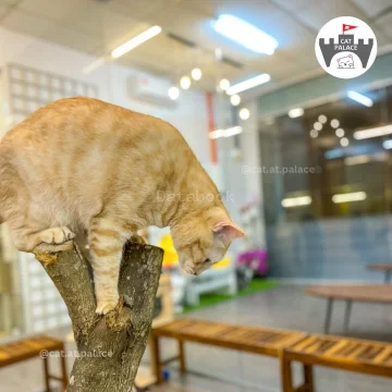 到！猫殿 Cat at palace house | Databook Malaysia