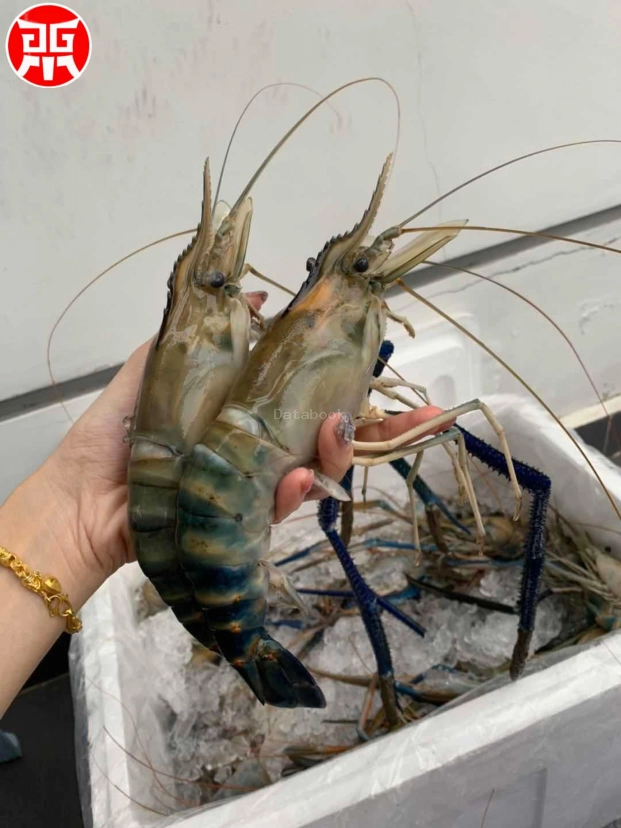 九鼎火锅 NineTripod | Databook Malaysia