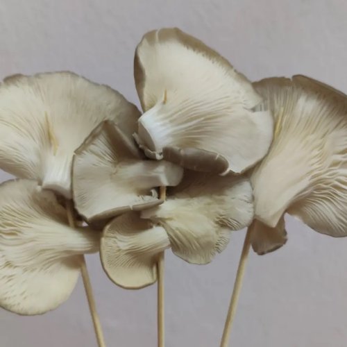 Oyster Mushroom | FatDaddy Catering | Databook Malaysia